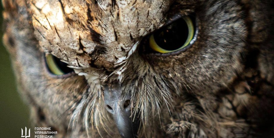 сова, сова ГУР, ГУР, Буданов