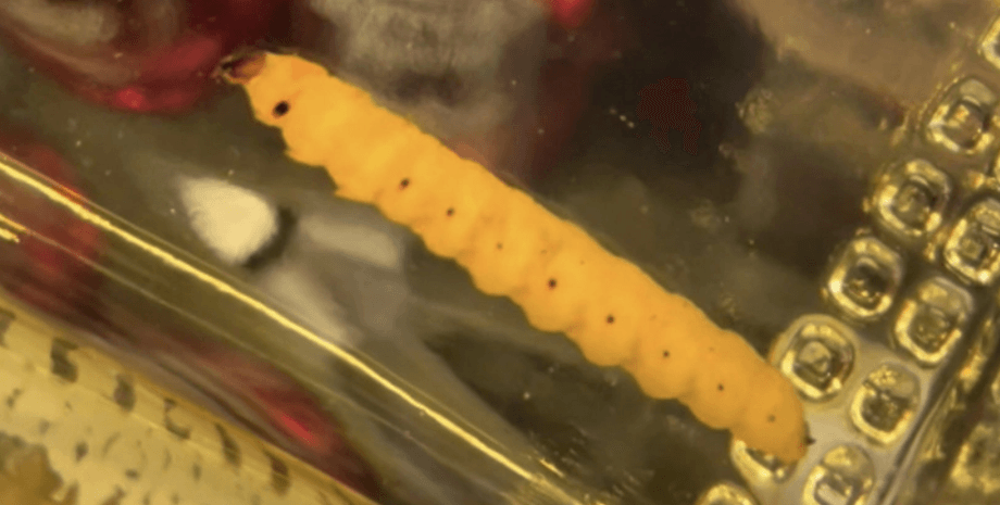 личинка, червь