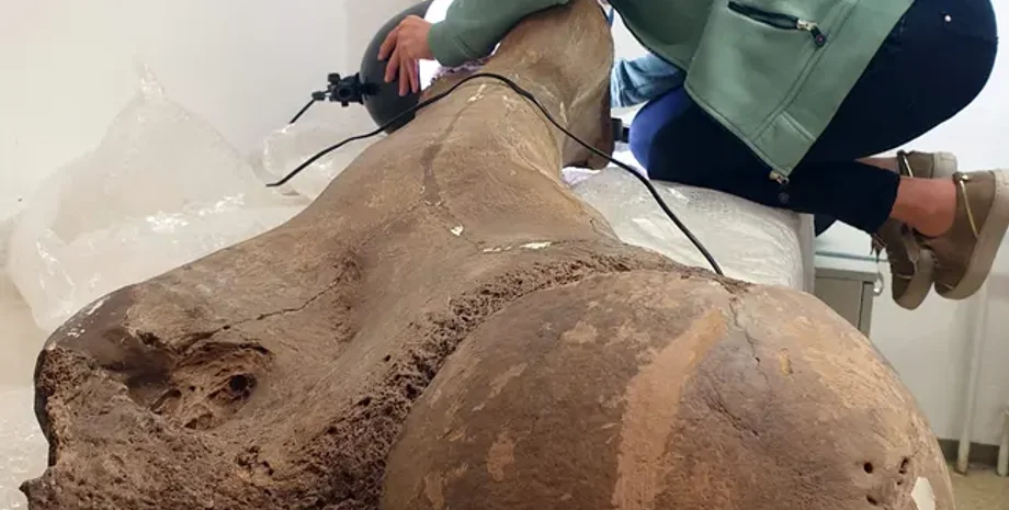 древні люди, неандертальці, дослідження, древні тварини