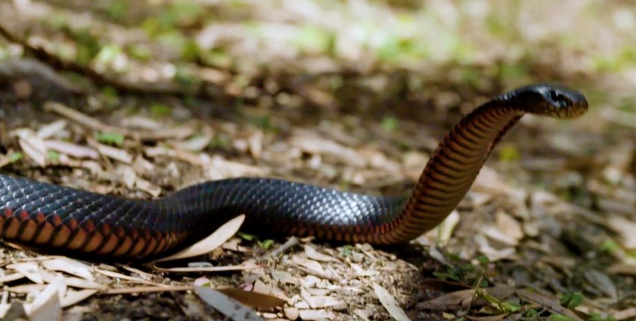 Черная краснобрюхая змея