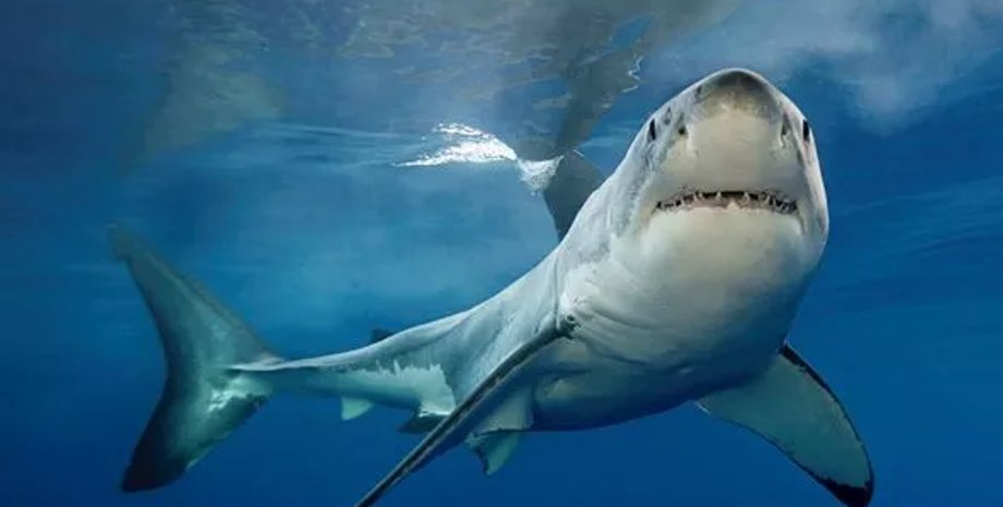 акула, большая белая акула, акула кокаин