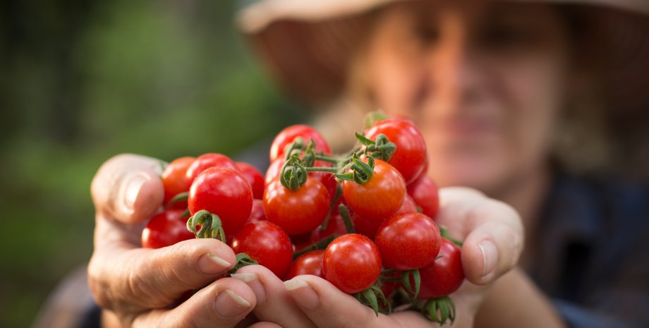 урожай 2024, жара и урожай в Украине, урожай овощей и зерновых, урожай овощей и зерновых