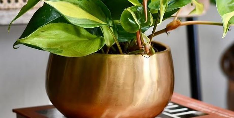 филадендрон