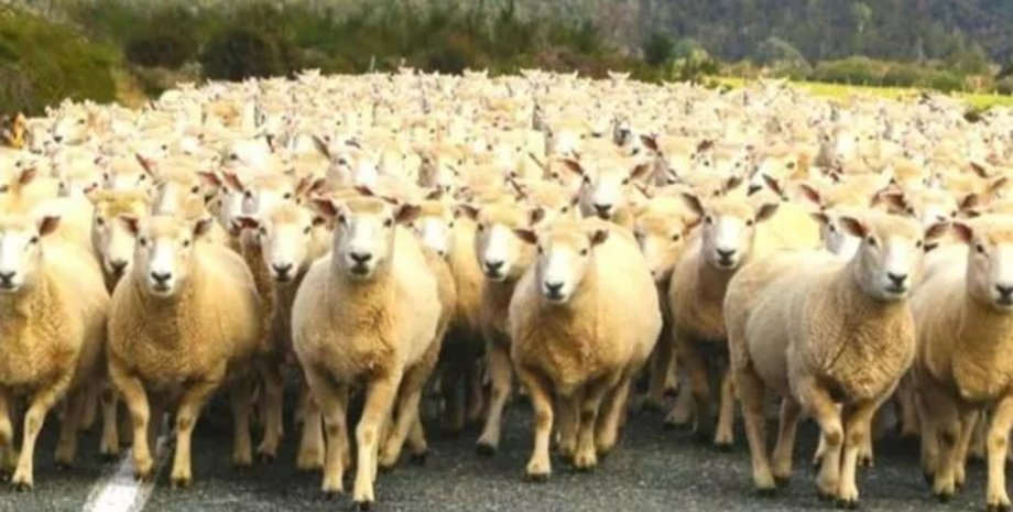 Візуальна головоломка, головоломка, тест, загадка, оптична ілюзія, тренування зору, тренування пам'яті, вівці, вовк