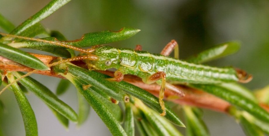палочник, палочник маскировка