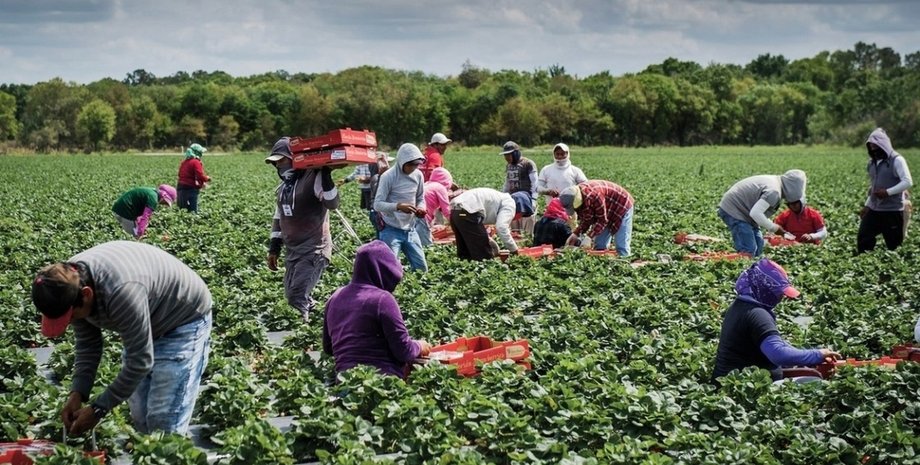 мигранты, рабочие, люди, поле
