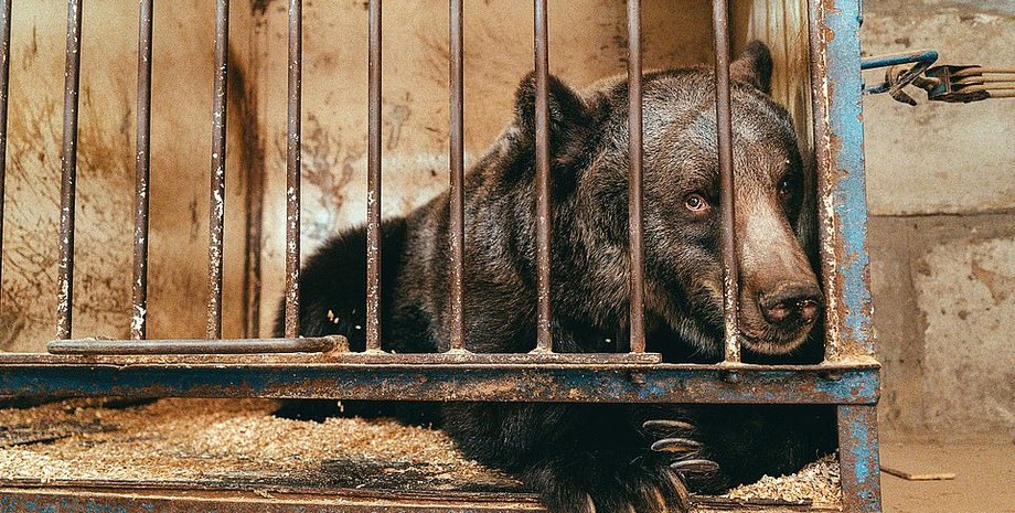 Медведица Джамболина