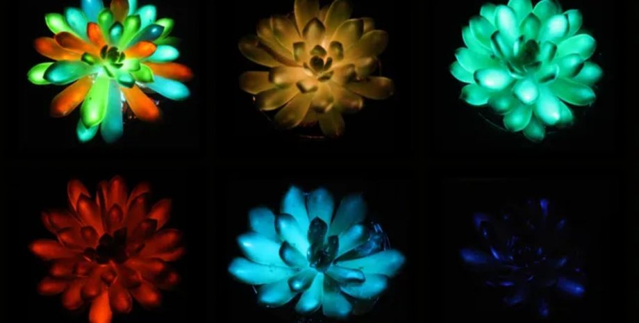 суккуленты