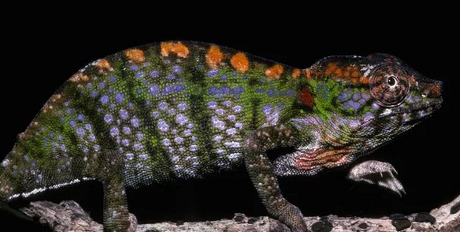 хамелеон Furcifer labordi