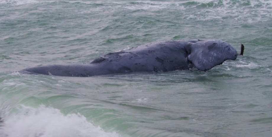 смерть кита, північноатлантичний кит