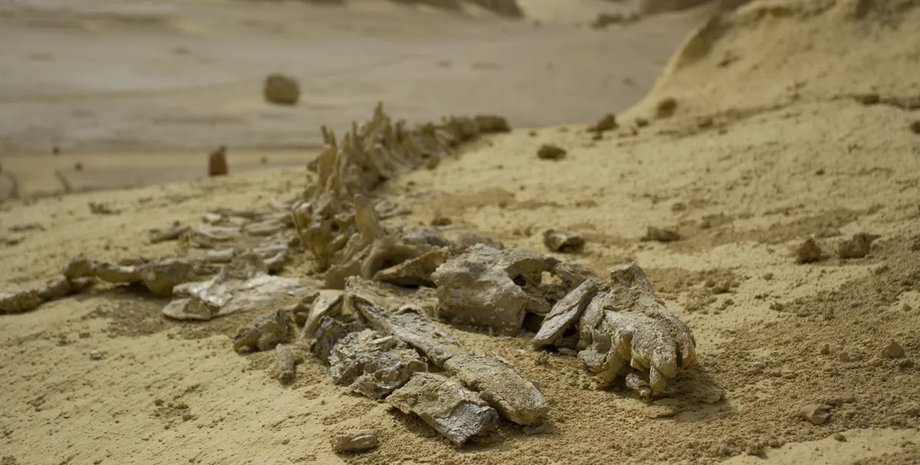 кладбище китов в сахаре