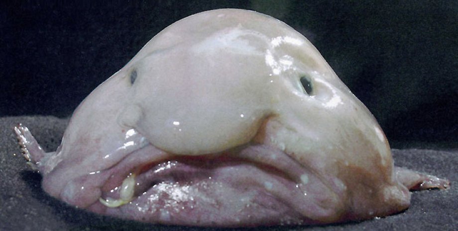 рыба-капля, желеобразное тело, пугающий вид, фото