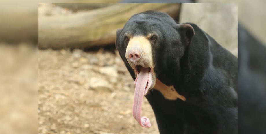 малайський сонячний ведмідь