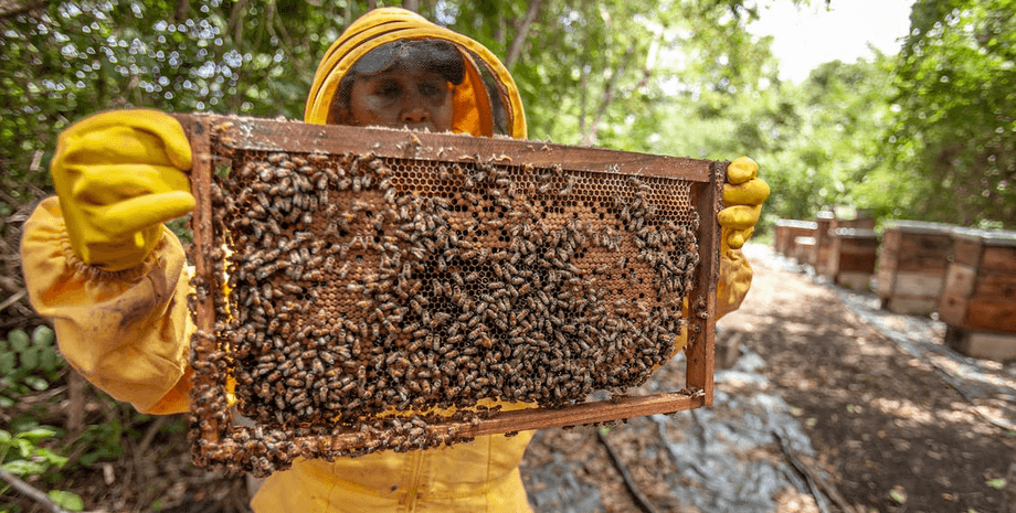 народная медицина, целительство, знахари, отмена разрешения на народную медицину, лицензии для целителей