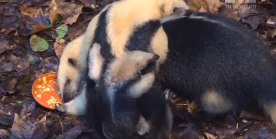 Фото: Скриншот