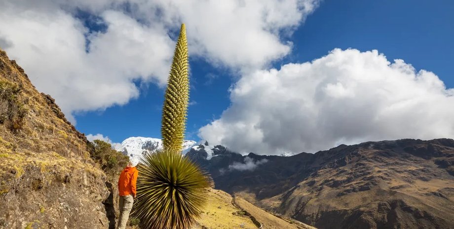растение, бромелия