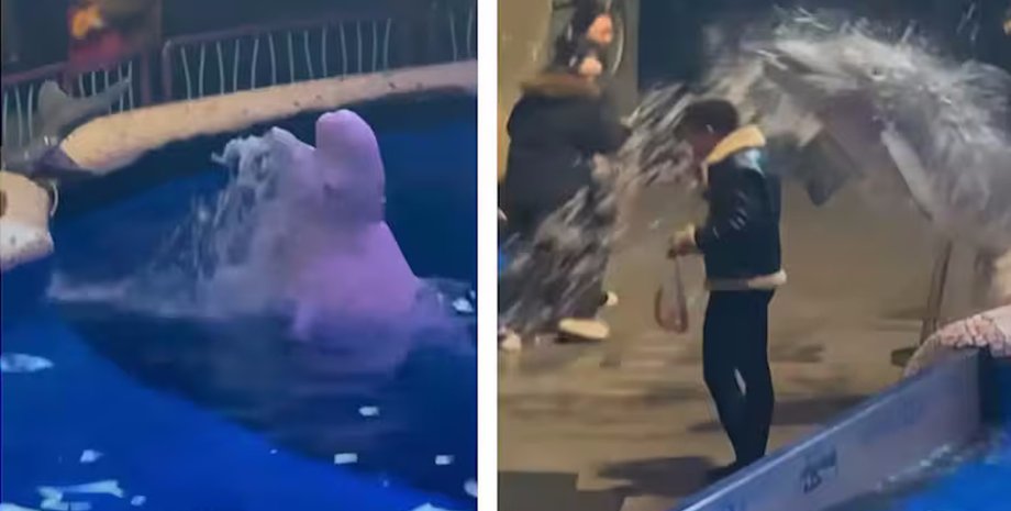 аквариум белуха