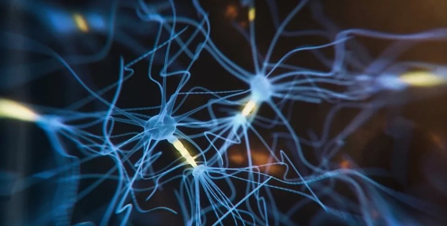 нейрон, синапс