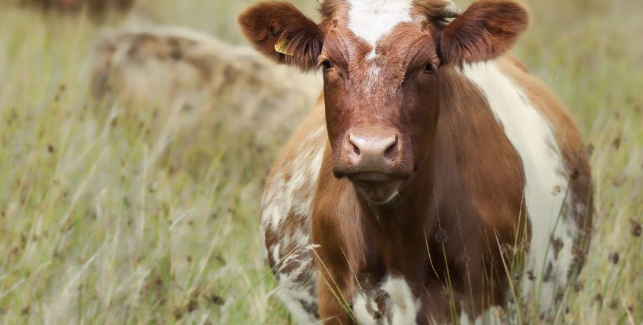 Фото: vetagro.com.ua