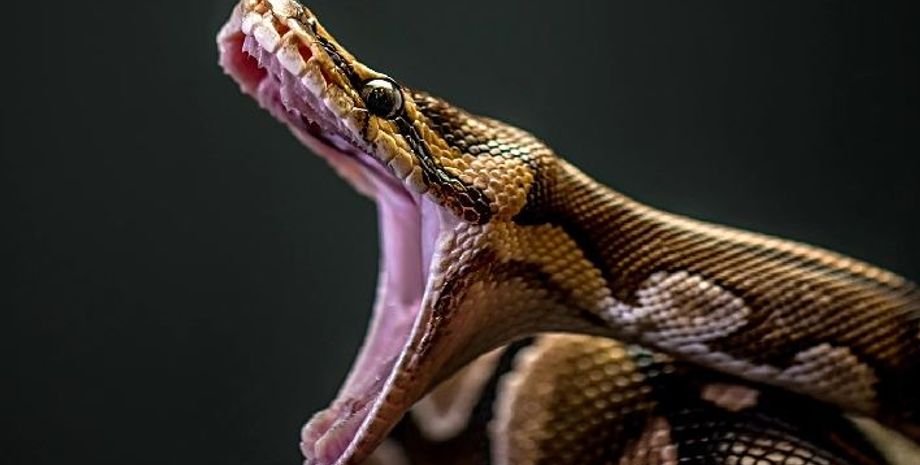 пітон, бірманський пітон