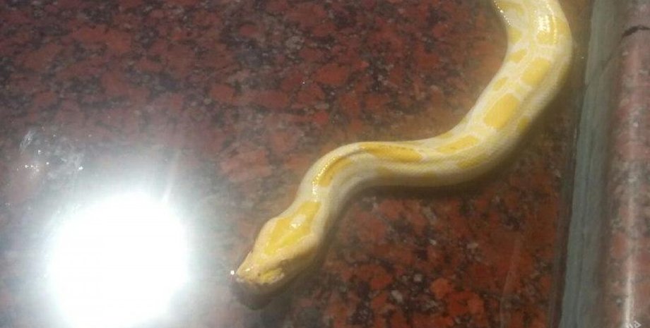 Фото: odessamedia.net