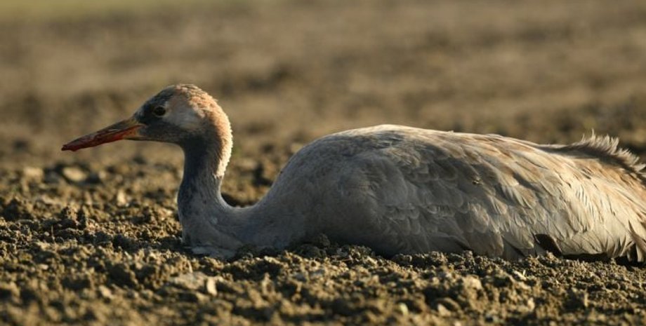 птицы, журавли, красная книга, херсонская область, полиция