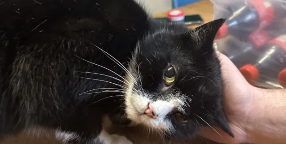 Кота нашли после 9 лет поисков, домашние животные, Люси Уоррингтон, Великобритания, невероятные истории из жизни, фото