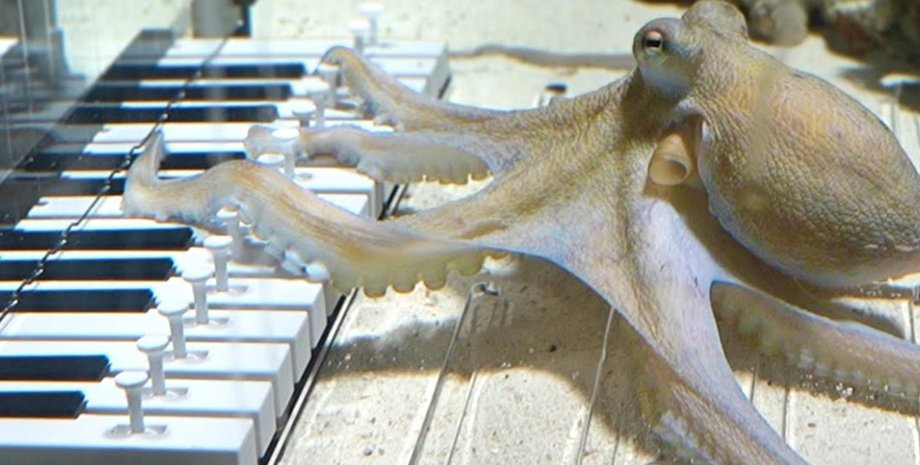 осьминого пианино