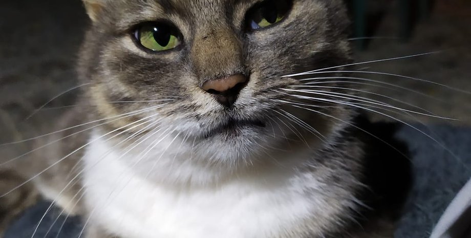 кошка, взгляд