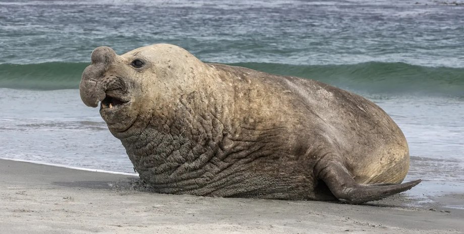 южный морской слон