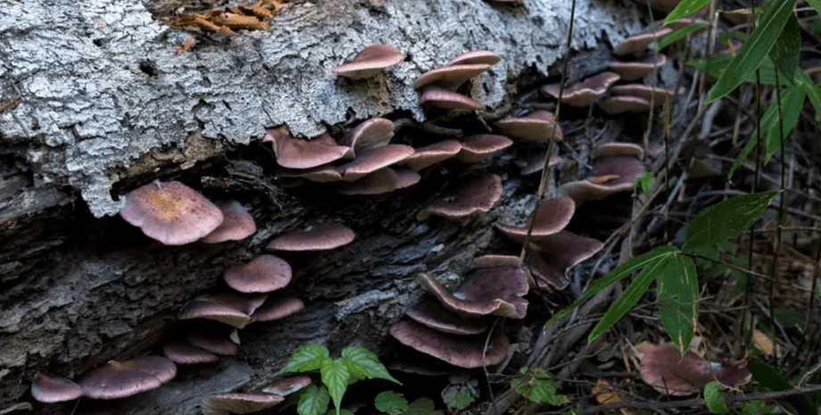 отруєння грибами