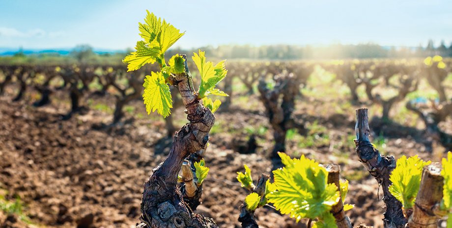 Фото: Getty Images