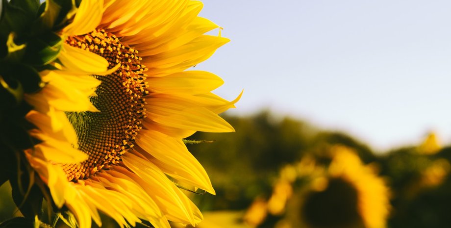 Фото: goodfon.ru