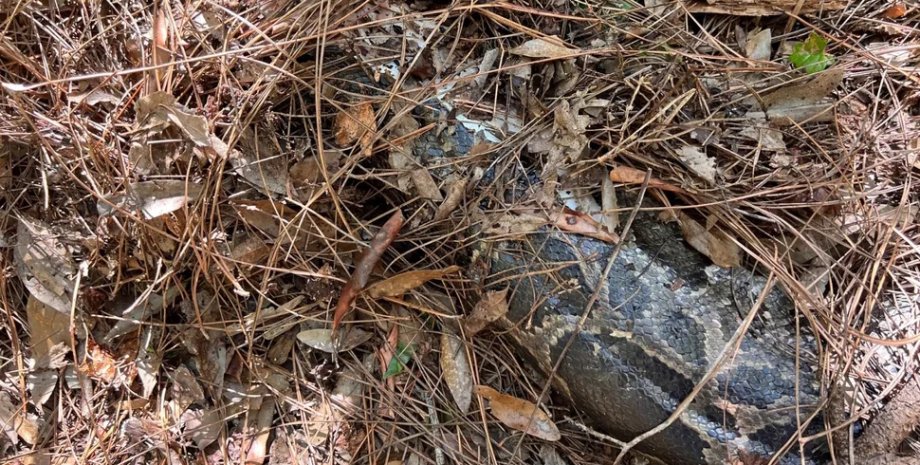 бірманський пітон змія Загадковий звір обезголовив гігантську змію: дослідники змогли розшукати вбивцю (фото)0