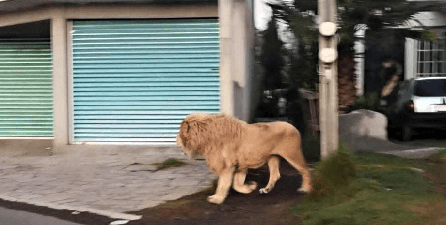 Лев блукав вулицями міста, паніка в місті, лев утік із притулку, лев блукає вулицею, небезпечна тварина, Джуманджі, величезний лев, помітили лева