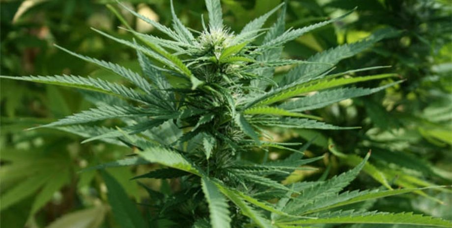 вашингтон, вакцина от коронавируса, марихуана, каннабис, covid-19