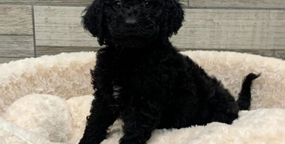 голдендудль