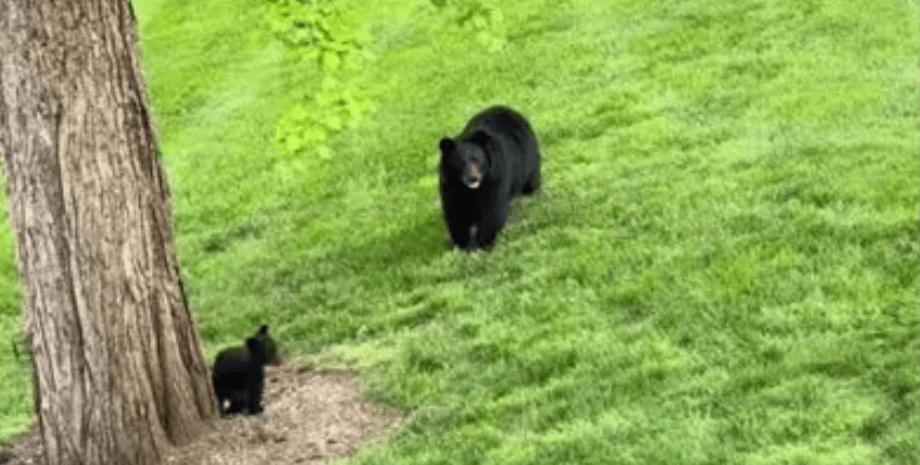 Медведи гуляют на траве