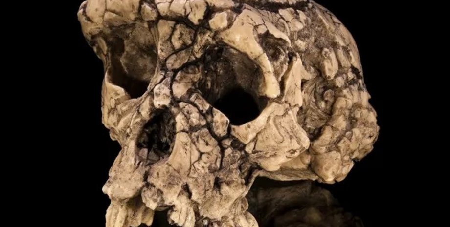 Sahelanthropus tchadensis Sahelanthropus tchadensis