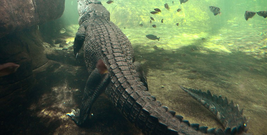 Крокодил в воде