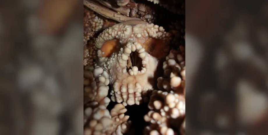 череп неандертальця, ніс, еволюція, анатомія