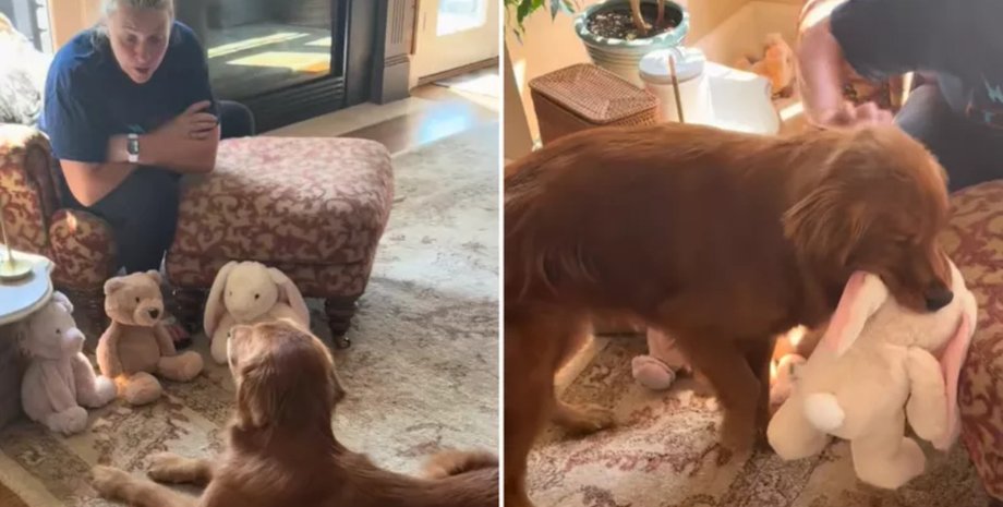 Женщина дает собаке плюшевую игрушку после травмы лапы