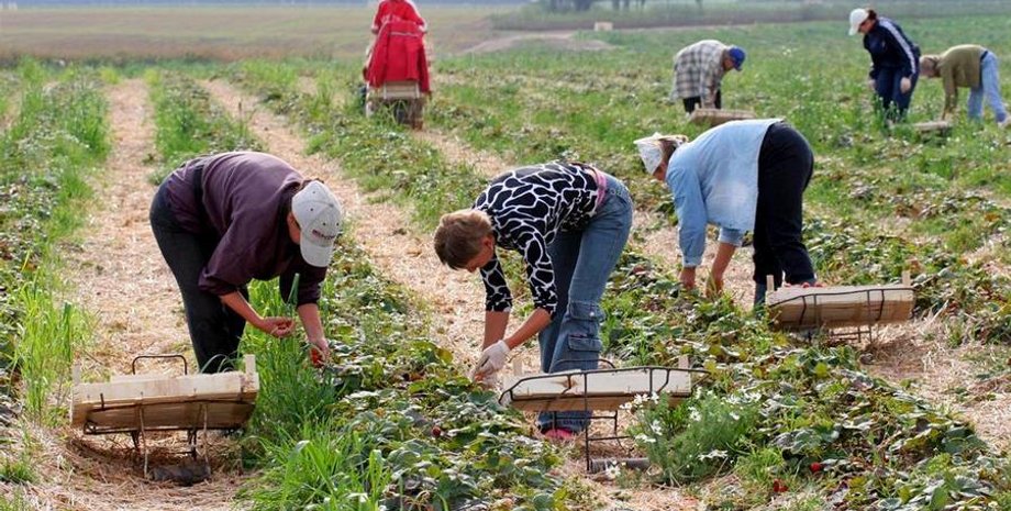 украинцы в польше, украинцы на полях  впольше, работа в польше