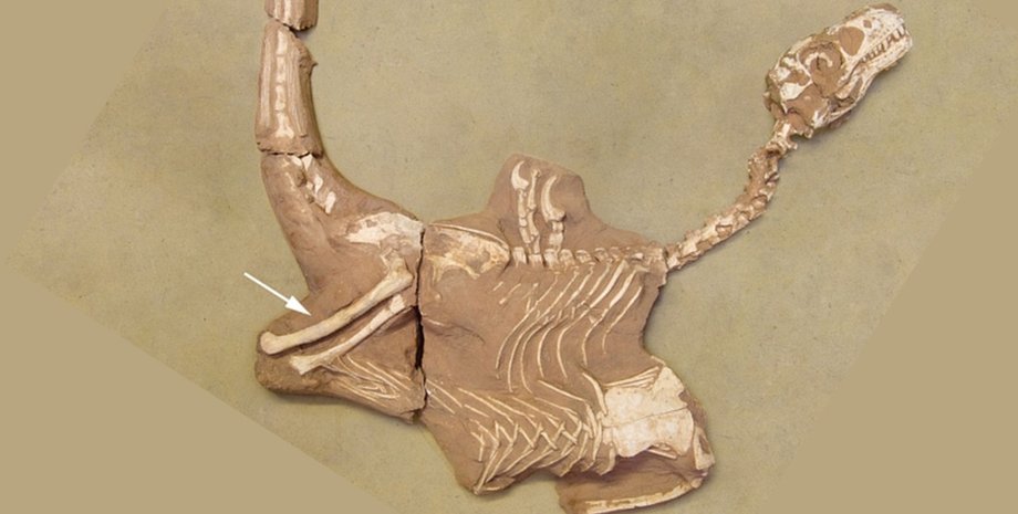 новий вид велоцираптора