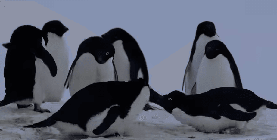 пингвины, академик вернадский, полярники, ученые, антарктика