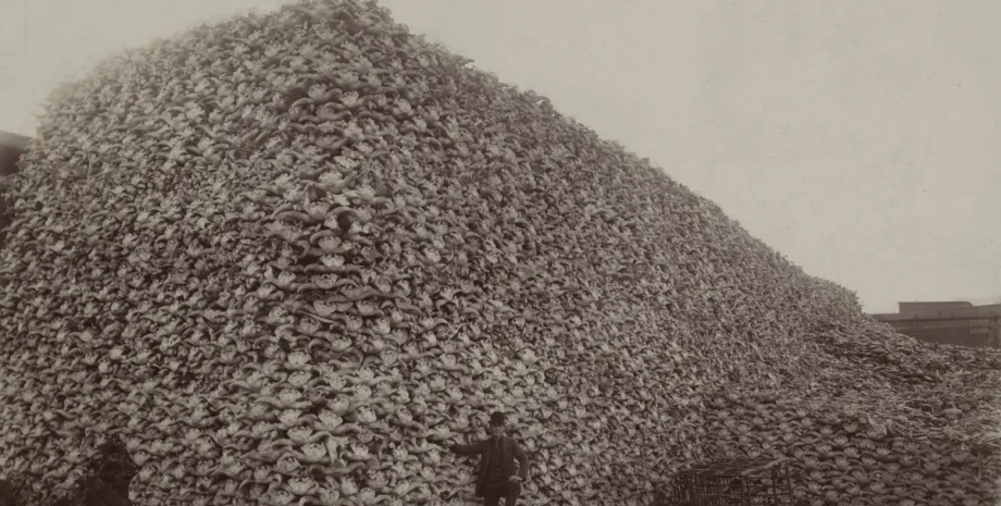 смертність, полювання на бізонів, вимирання тварин, сша, вимирання бізонів, економічні наслідки, корінні народи, матеріальний добробут, корінні американці, Скелясті гори, експансія США