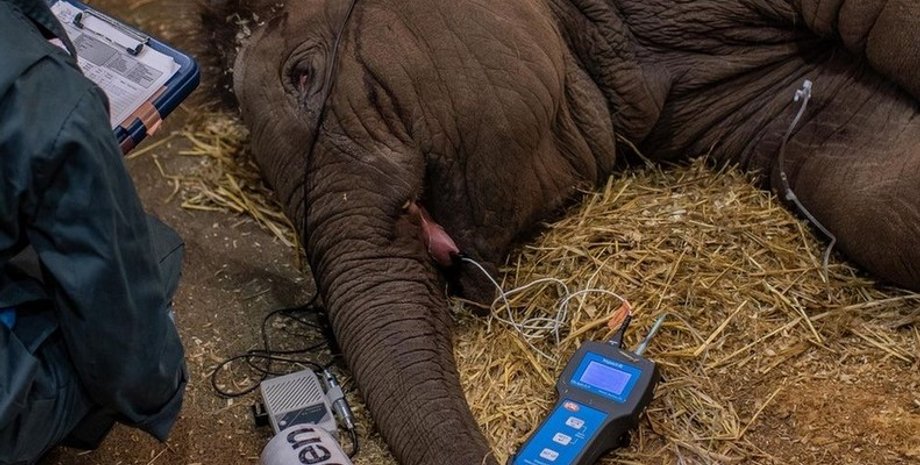 Слон, болезнь, вирус