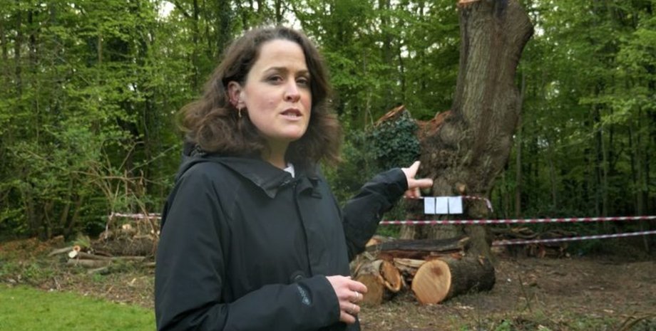 500-летний дуб, срубленное дерево, дерево за 1 млн фунтов, туристическая достопримечательность, городской совет, люди в ярости, древний дуб, срубили дерево