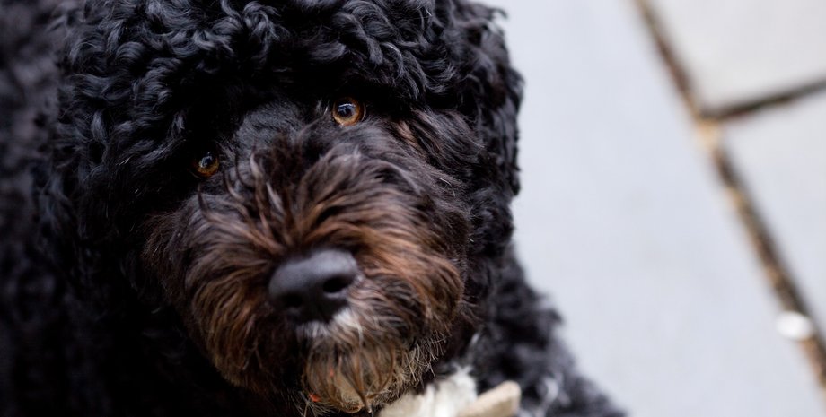 умер пес обамы, пес бо умер