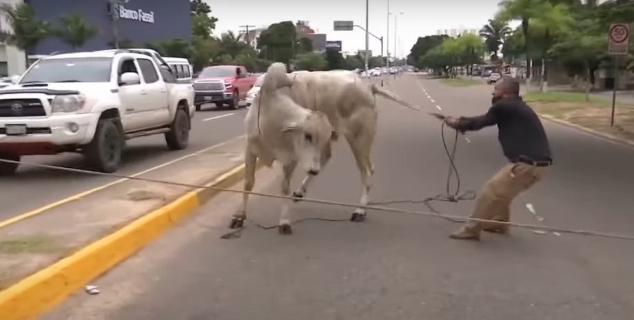 Санта-Круз, Боливия, корова